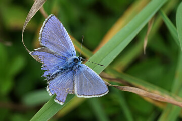 Nahansicht eines Schmetterlings - Bl&auml;uling