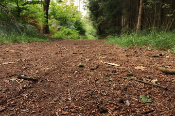 Schöner Waldweg