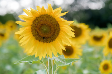 bee on a sunflower