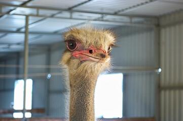Ostrich head close-up photo