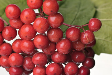 A bunch of viburnum with green leaves carved on a white background.