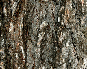background texture wallpaper using tree bark structure, wood and straw products in Podlasie, Poland