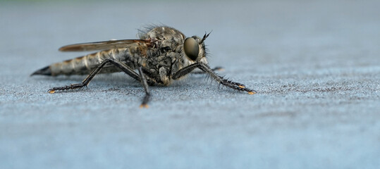 Nahansicht einer Raubfliege