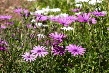 Obraz premium pink flowers