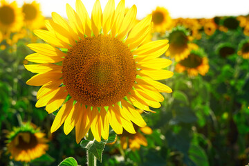 Fototapeta premium sunflower - bright field with yellow flowers, beautiful summer landscape