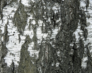 Obraz premium background texture wallpaper using tree bark structure, wood and straw products in Podlasie, Poland