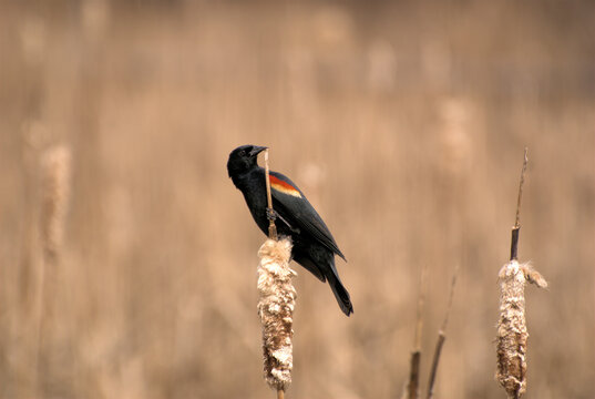 Red-winged Blackbird, Northern Illinois USA
