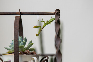 praying mantis 1824 MO 082020