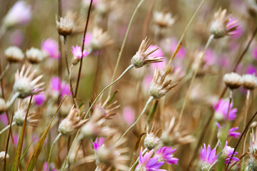 beautiful summer landscape with pink wild flowers
