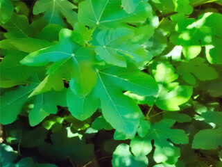 Fototapeta na wymiar Texture of the green leaves of fig tree.