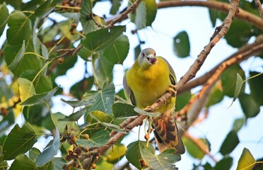 yellow footed green pigeon