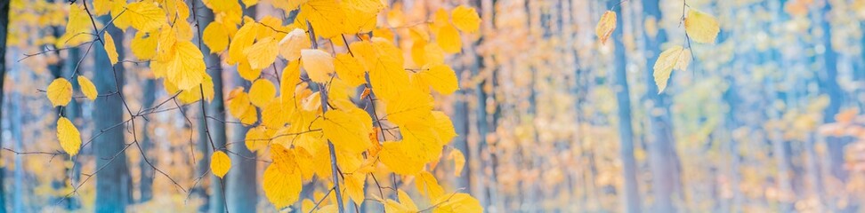 Obraz premium Piękna panoramiczna sceneria jesienna z kolorowymi liśćmi i tłem bokeh