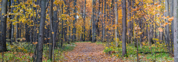 Panoramic forest autumn landscape with colorful leaves and trees
