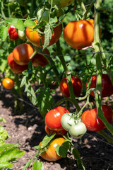 red, colorful and sweet tomatoes growing on the bush, photographed in the garden