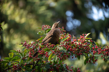 fieldfare sitting on a branch close-up