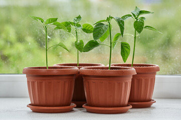 Young green seedling of peppers in pots stands on the window.