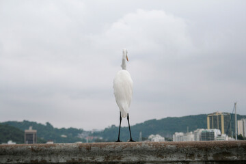 bird water white heron boat