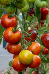 red, colorful and sweet tomatoes growing on the bush, photographed in the garden