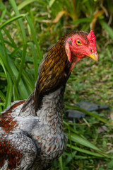 Rooster