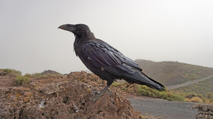 Black crow sitting on a volcanic rock in Roque de los Muchachos , Caldera de Taburiente, La Palma, Canary Islands, Spain. Close-up.