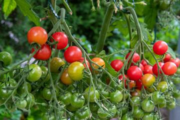 red, colorful and sweet tomatoes growing on the bush, photographed in the garden