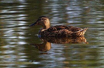 female mallard duck on the water