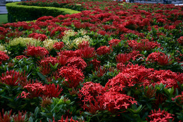 nature red flowers green beautiful