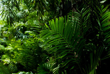 palm leaves in the forest