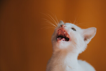 Funny white cat on an orange background. 