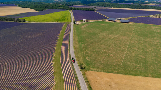 Aerial view of green and purple Lavender fields in Valensole - diagonal with tree , tractor on road and curves  