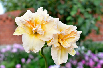 Light yellow daylily flowers on different backgrounds