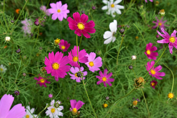 Background of multicolored flowers of Cosmea in the garden