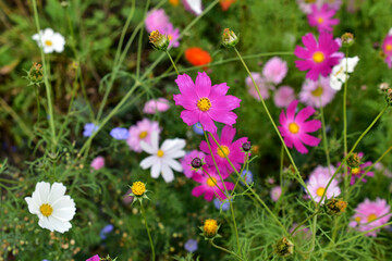 Background of multicolored flowers of Cosmea in the garden