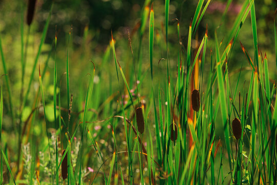 Green broadleaf cattail in bright sun