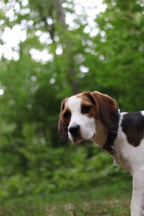 Beagle, jung