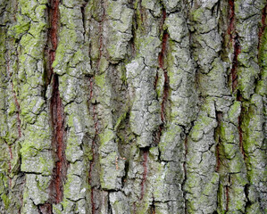 background texture wallpaper using tree bark structure, wood and straw products in Podlasie, Poland