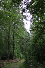 waldweg, bedeckt