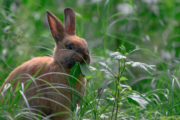 rabbit eats leaf on green grass