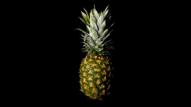 Art Concept of Juicy Pineapple Fruit with Water Running Over it - Static View with Black Background