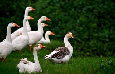group of geese on the grass