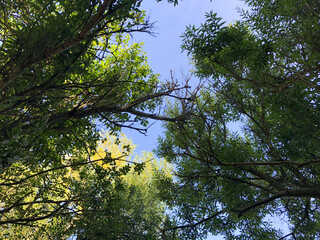 trees and sky