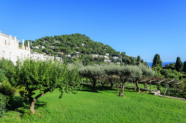 Capri Island. Park with olive trees near the church of Saint James' Charterhouse (Certosa di San...