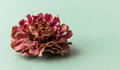 Autumn dry zinnia flowers on light  background. Autumn, fall, thanksgiving day concept. Flat lay, top view, copy space