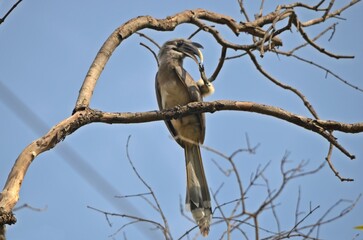 indian hornbill