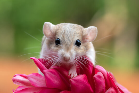 Portrait of a gerbil on a tropical flower, Indonesia
