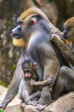 Portrait of a mandrill family, Indonesia