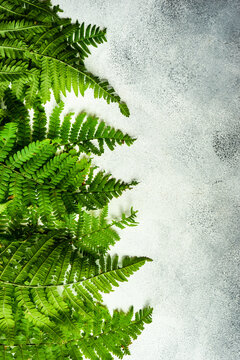 Arrangement of fern leaves on a grey background