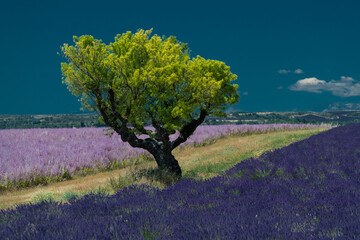 View of old tree between two color Lavender fields in Valensole - diagonal