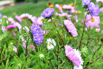 Multicolored Aster flowers in the garden on the background of the garden