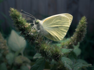 Close-up of a Cabbage white butterfly on a plant, Australia